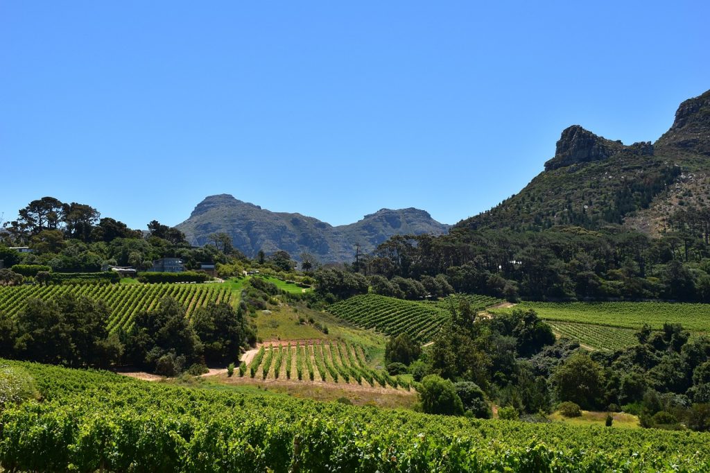 vineyard, orchard, constantia-5446342.jpg